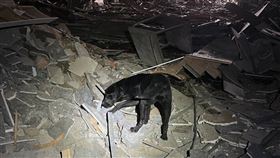 台中市消防局特別動員搜救犬於現場協助救災。（圖／消防署提供）