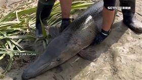 罕見！釣到近2米「鱷雀鱔」　釣客：纏鬥40分鐘