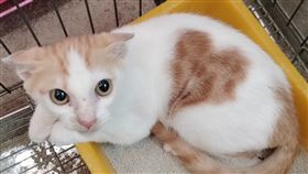 貓咪身上天然的愛心印記，碰巧與情人節相呼應。（圖／新北動保處提供）