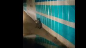 民眾拍攝到台灣黑熊