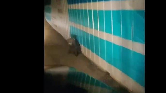 臺灣黑熊首現蹤臺九線　請民眾留心