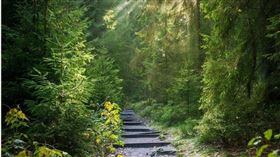 法國一名23歲的男子歐文（Owen L.）因為打電玩不順，竟在樹林中殺害了一名11歲女學生露易絲（Louise Lasalle）。（示意圖／Pixabay）