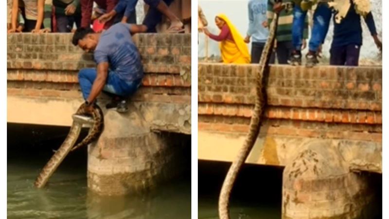 比腿粗巨蟒盤據　他竟「單手扯抓」甩橋上