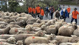 清境農場情人節大玩綿羊遊戲（圖／清境農場提供）