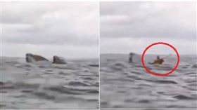 智利一名24歲男子西曼卡斯在海裡划皮艇時，突遭一隻巨型座頭鯨吞進嘴裡，怎料不久後，他竟完好無損地被吐了出來，奇蹟一幕全被拍下。（圖／擷取自X）
