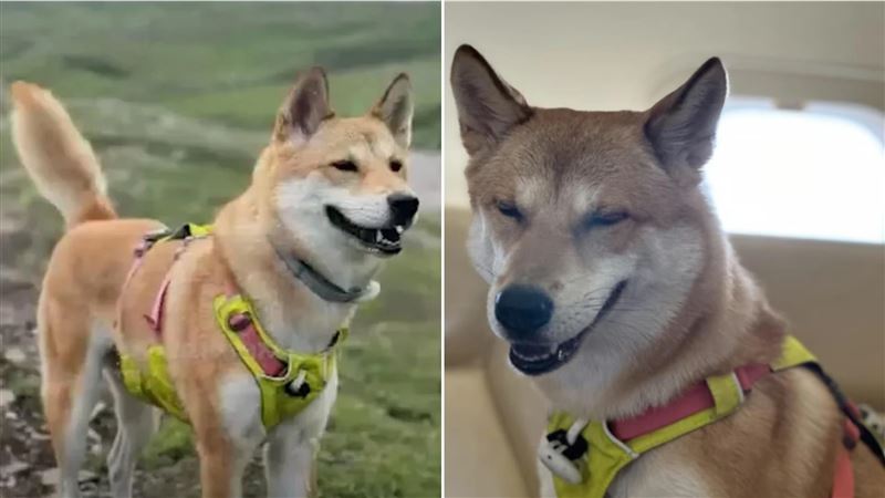 狗狗遭撞亡 屍體慘被8工人分食！飼主氣瘋