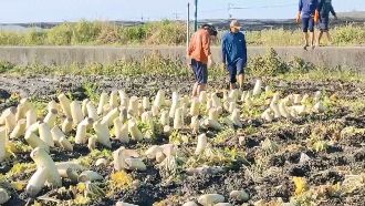 嘉沿海奇景？整片白胖蘿蔔「被砍頭」