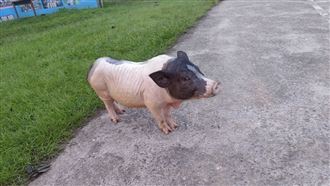 麝香豬脫逃飼主罰3千　如棄養可重罰15萬