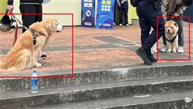 新北,板橋體育館,溜狗,黃金獵犬,鬆獅狗,咬傷,