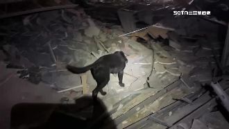 獨／氣爆如廢墟！搜救犬穿梭坍塌樓層尋人