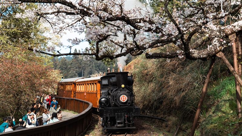 阿里山蒸汽主題賞櫻列車　2/25開放訂票