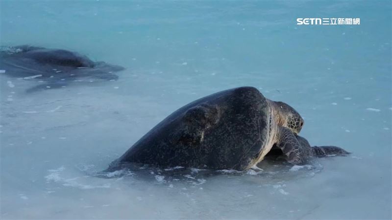 141母龜登太平島產卵創紀錄　孵3.5萬幼龜