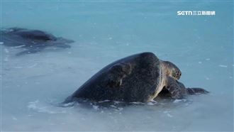 141母龜登太平島產卵創紀錄　孵3.5萬幼龜