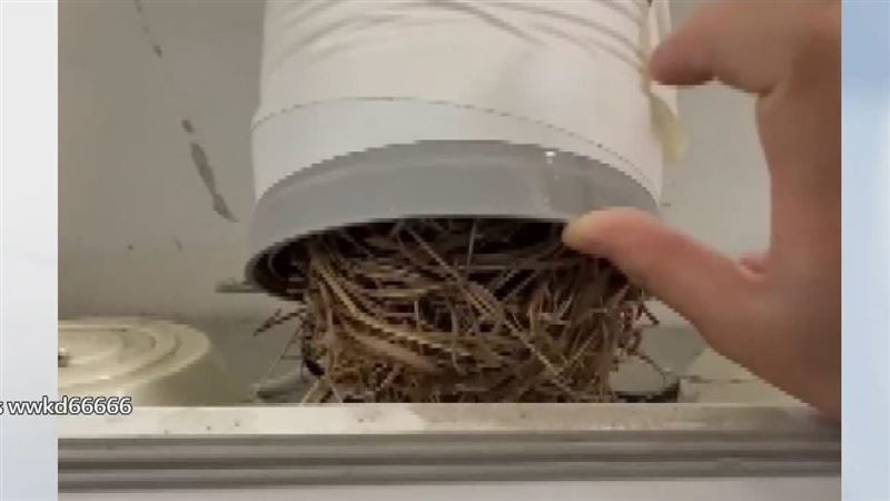 排油煙管有鳥巢！網友扮柯南釣出類寄宿客