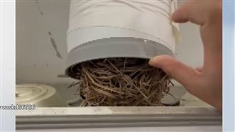 排油煙管有鳥巢！網友扮柯南釣出類寄宿客