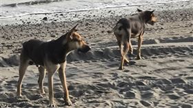 台南,漁光島,流浪狗,衝浪,咬傷