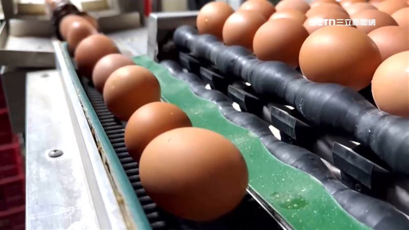 蛋價跌飼料漲農民叫苦　卓榮泰說話了