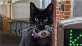 英國一隻貓咪日前獨自搭乘火車旅行爆紅。（圖／翻攝自X）