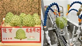 鳳梨釋迦，農改場研發新型鳳梨釋迦果實清潔機械。（圖／農業部提供）