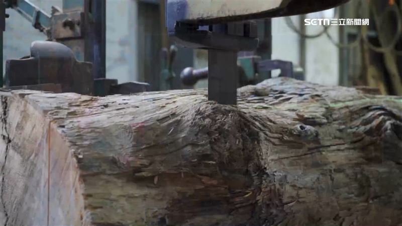 影／切開才知賺不賺！揭珍貴木材投資撇步