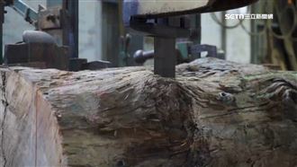 影／切開才知賺不賺！揭珍貴木材投資撇步