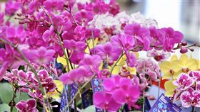 2025臺灣國際蘭展