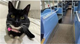英國一隻黑貓搭了28.5公里火車到倫敦。（圖／翻攝自Facebook／Tilly the adventure cat）