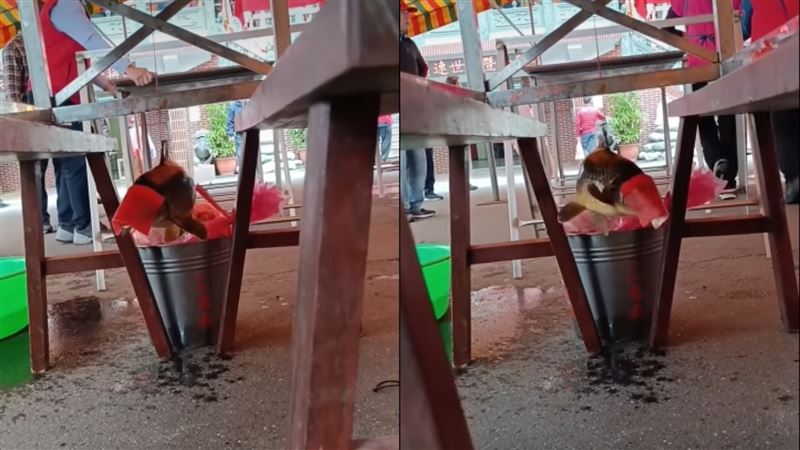 宮廟「把活魚吊半空中」！網怒：虐殺生靈