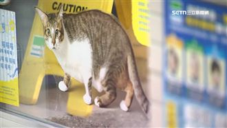 超商門貼「浪貓」柴犬吠　黃金獵犬好奇探