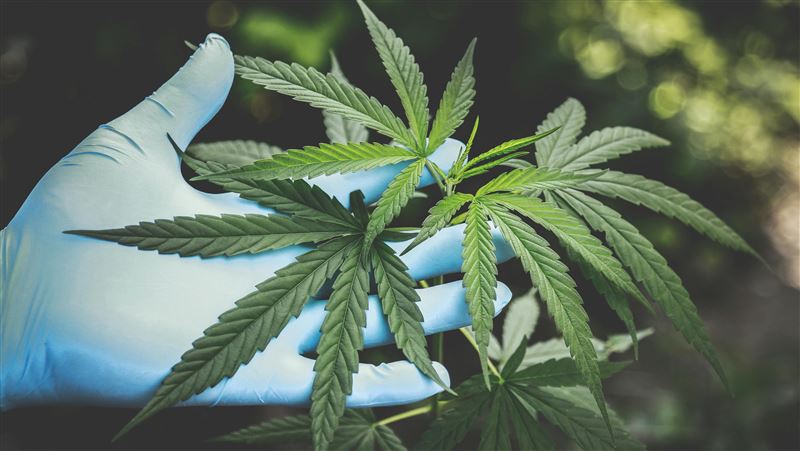 東吳大學內大麻交易　法官重判128年