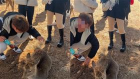 台男玩弄奈良鹿　還喊「拿賴打點火」！長相被曝光惹怒日網：不要再來了。組圖、nara_deer1
