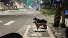 狗才待轉。網路梗圖