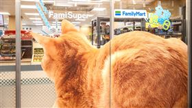 貓之日,超商,貓罐(全家 提供)