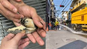 ▲高雄林園區文化街一帶因「鳥屎轟炸」問題，相關單位在電線上塗了趨避劑，卻造成大批燕子摔落傷亡。（圖／翻攝自臉書／高雄市議員 邱于軒）