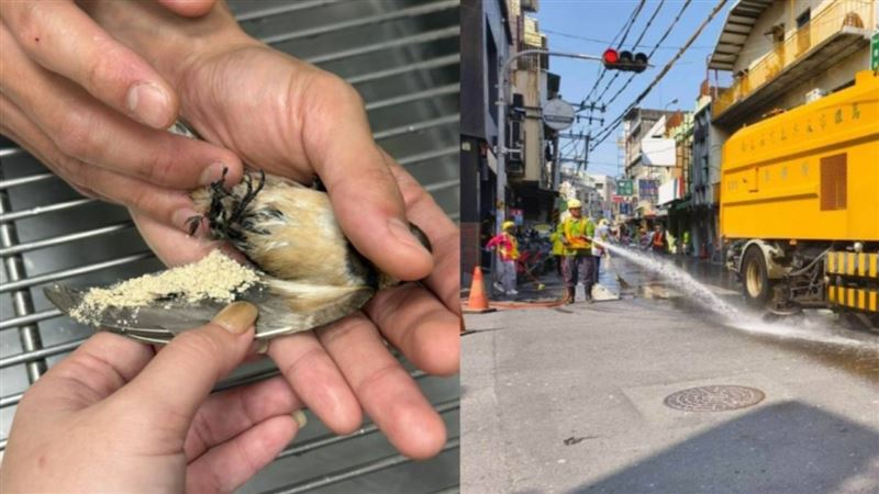 防鳥屎轟炸電線塗藥劑　反害鳥群集體摔亡