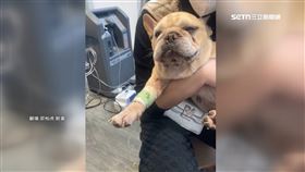 宜蘭男虐狗強灌農藥　犯案後坐沙發看狗掙扎