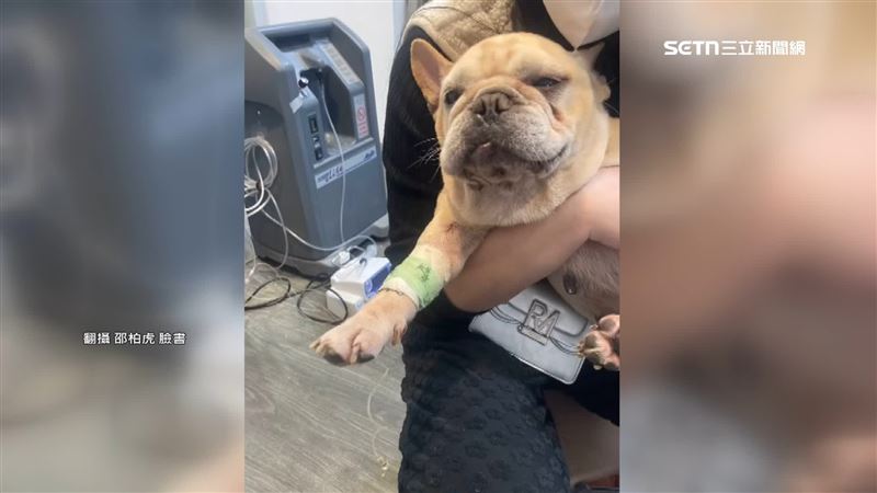 宜蘭男虐狗強灌農藥　犯後坐沙發看狗掙扎