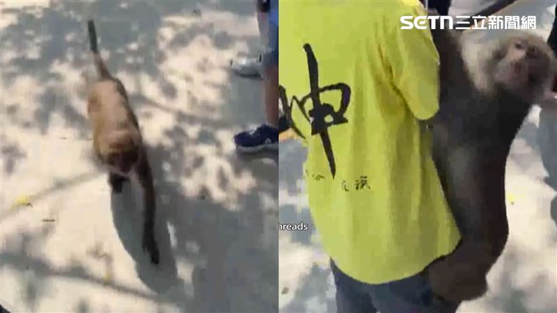 壽山動物園猴撒野　男童飲料被整包搶走