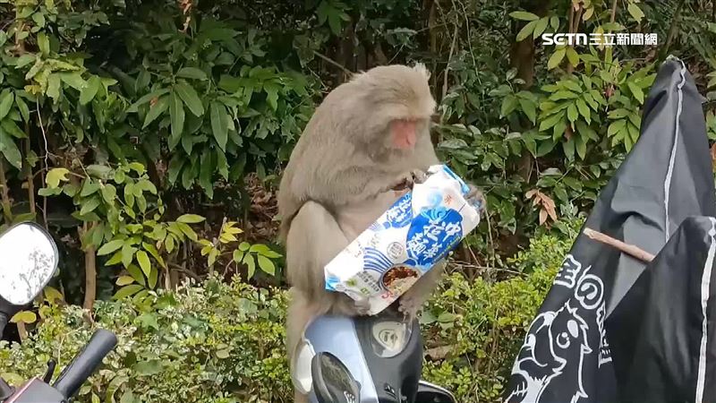 壽山動物園猴撒野 ，男童飲料被整包搶走