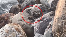 命案,殺人魔,張介宗,垃圾袋