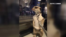 獨家／男偷狐獴不成　脫衣偽裝「逃家假象」　畫面全曝光