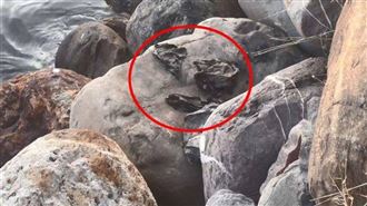 分屍案新進展？前鎮河驚見黑垃圾袋裝骨頭