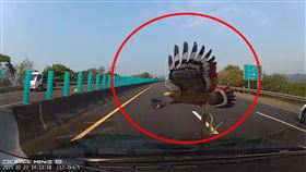 國道,老鷹,蛇年,撞上,幸運