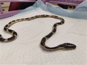 網購寵物蛇被咬　少年中毒5次換血才救回（圖／香港毒物中心）