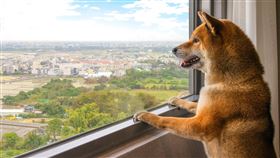 帶著毛孩一起睡！嘉義voco、福容墾丁 搶攻寵物商機（業配勿用）