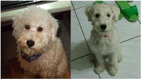 嘉義,大林鎮,愛犬,網友,失主,飼主,醫藥費,賞金,貴賓狗