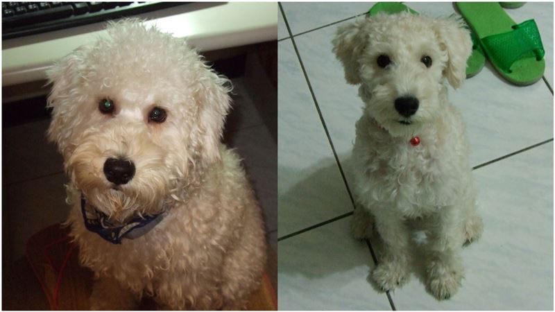 祭30萬賞金…求見牠一面！飼主：無論生死