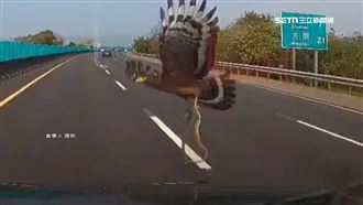 國道遇大冠鷲抓蛇撞車　駕駛當蛇年送好運