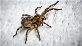 lycosa helluo,狼蛛。（示意圖／Pixabay）