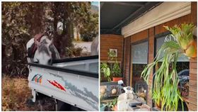 屏東,恆春,早午餐,寵物友善,寵物